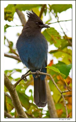 Stellers Jay