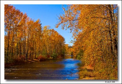 Autumn Cowichan River