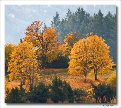 Autumn Cowichan Bay