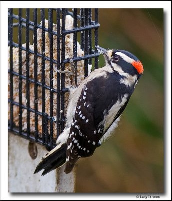 Downy Woodpecker Male