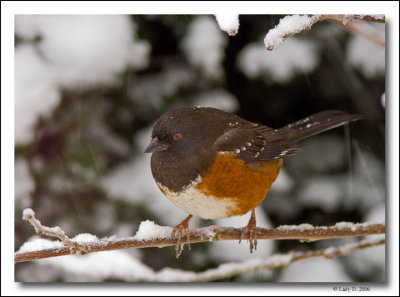 Spotted Towhee in snow