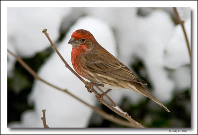 Male House Finch in snow