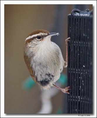 Bewick's Wren