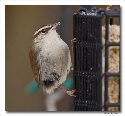 Bewicks Wren