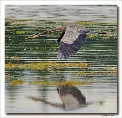 Reflections of flight