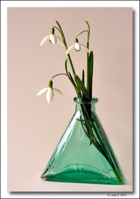 Snowdrop in glass