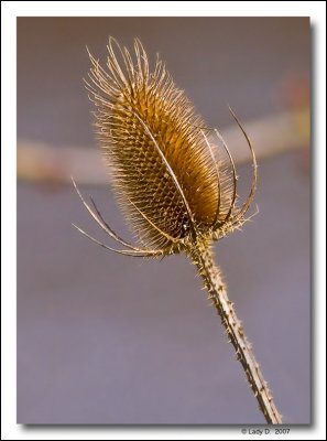 Teasel