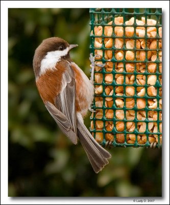 Chestnut-Backed Chickadee