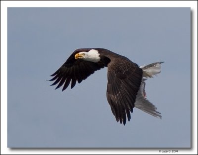 Eagle with Gull for lunch