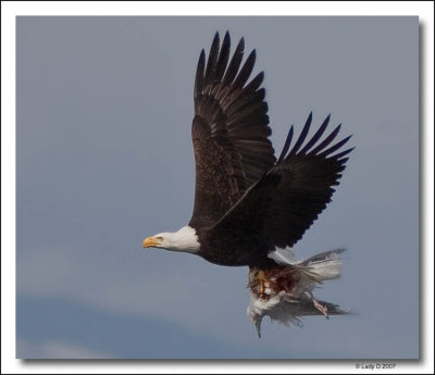 Eagle with Lunch