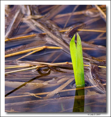 New growth  in the pond