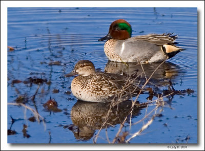 Green-winged Teal.