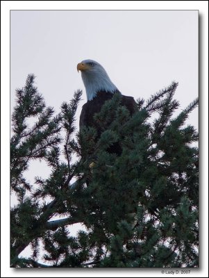 On the Look-out