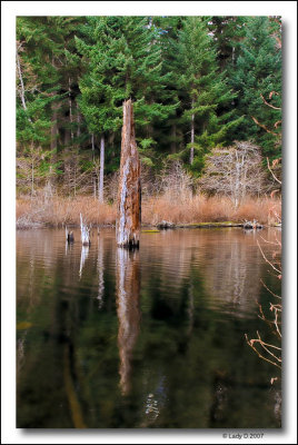Reflection of old tree stump.