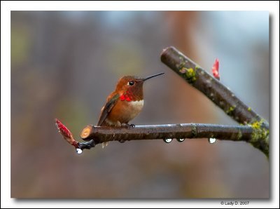 Rufous Hummingbird. - Male -