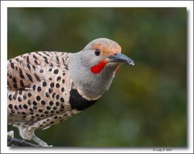 Northern Flicker Red-shafted Male.