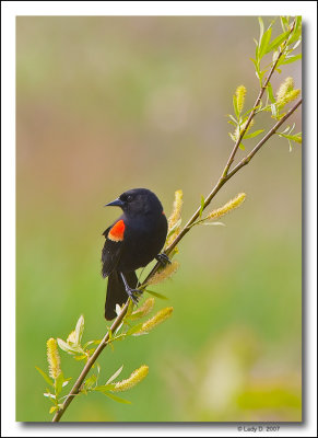 Red-wing Blackbird in Willow