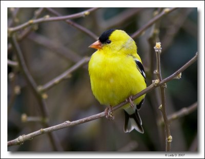 American Goldfinch - Male -