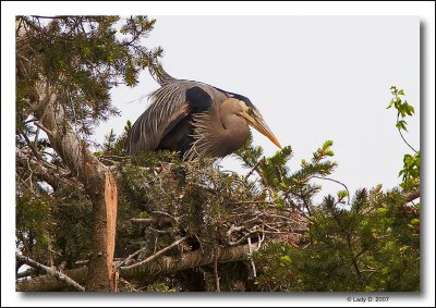 On the Nest