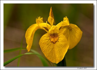 Bog Iris