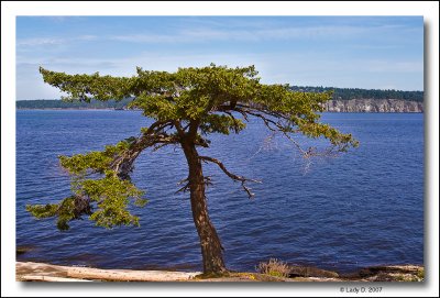 Island Life May 2007