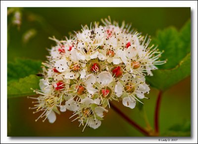 Pacific Ninebark flower.