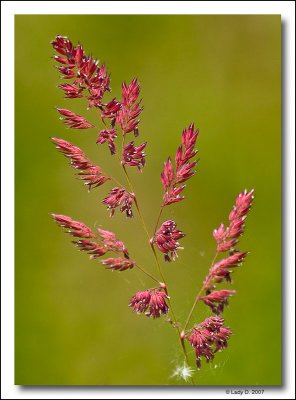 Colourful wild grass.