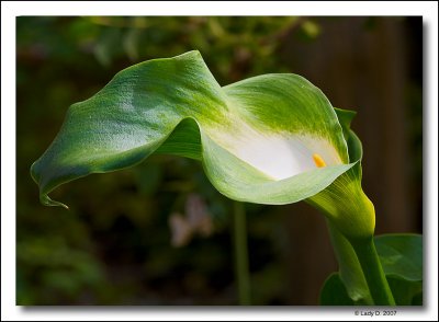 Green Goddess Calla Lily