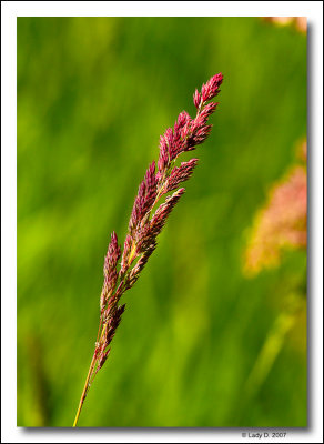 Wild Red Grass