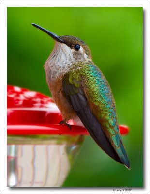 Rufous Hummingbird Female