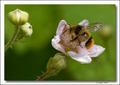 Bee in Blackberry Flower