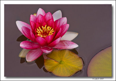 Water-Lily