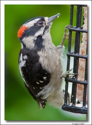 Downy Woodpecker Male.
