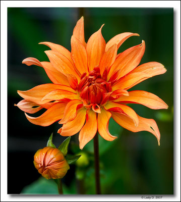 Dahlia