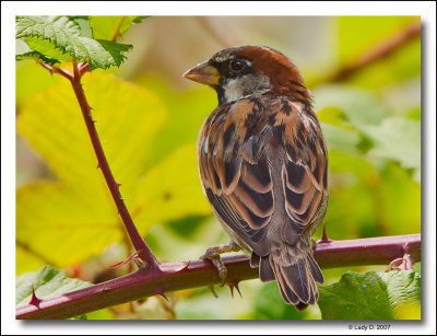 House Sparrow in Bramble