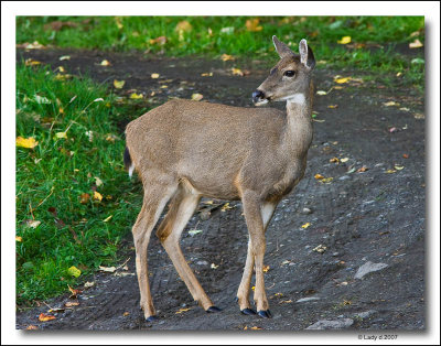 Young White-tailed  Deer.