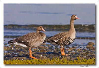 Pair of Greater White-fronted Geese