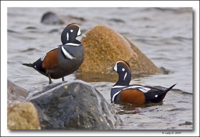 Harlequin Ducks.