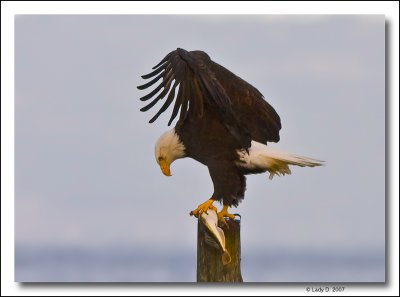 Bald Eagle with fish