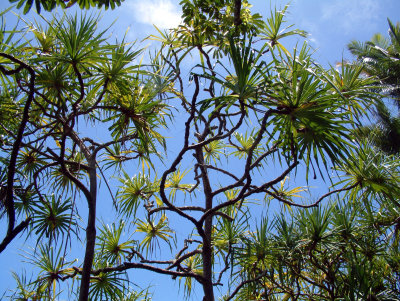 Trees near Hilo