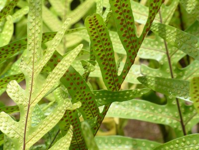 Hawaiian Ferns