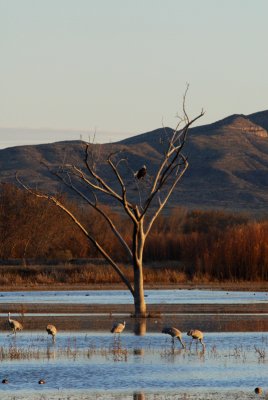 Bosque del Apache