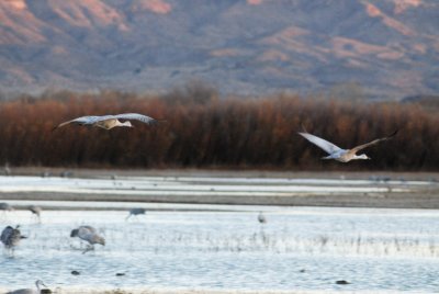 DSC_1931.jpg