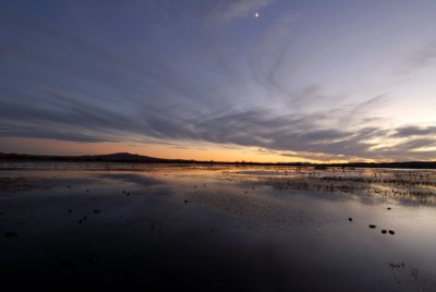 Bosque del Apache