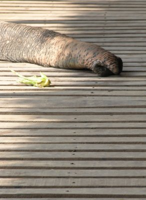 Elephant Nature Park