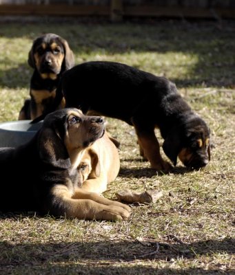 Bloodhound Pups