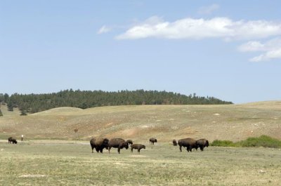 Buffalo Herd, Custer SD