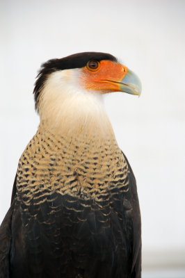 Crested caracara