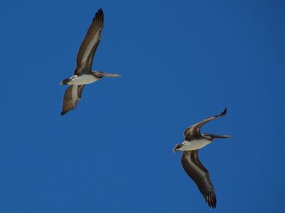 Pelicans over the beach, Palm Beach, Florida