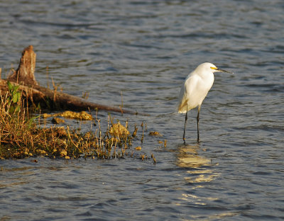 just added - snowy egret